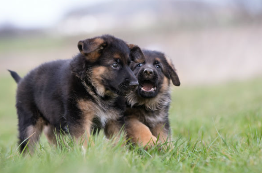 Teaching Your Puppy How to Play
