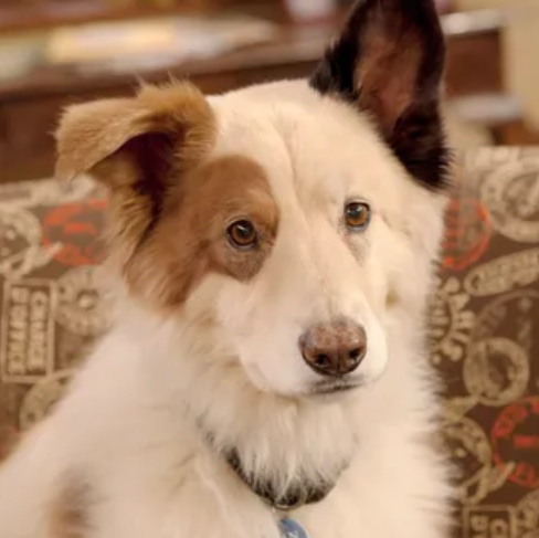 Top 10 Tips for Adopting a Deaf Dog