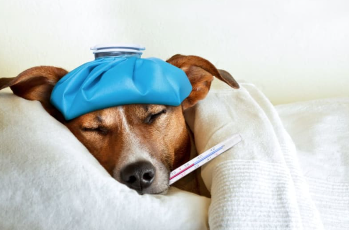 What Would You Do if Your Dog Got Sick on Holiday